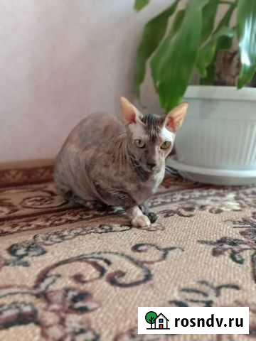 Передержка кошек Тюмень - изображение 1