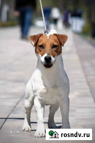 Шикарные кобели для вязки Саратов - изображение 1