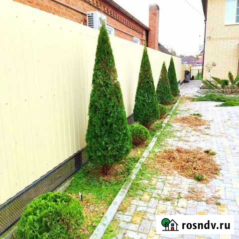 Стрижка хвойных и кустарников Славянск-на-Кубани - изображение 1