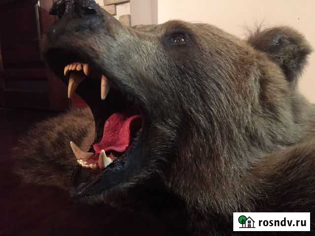 Выделка шкур. Изготовление чучел. Таксидермия Магнитогорск - изображение 1