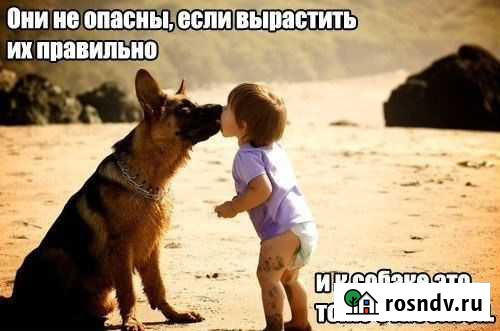 Дрессировка собак.Коррекция поведения любых пород Санкт-Петербург - изображение 1