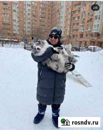 Передержка собак Москва