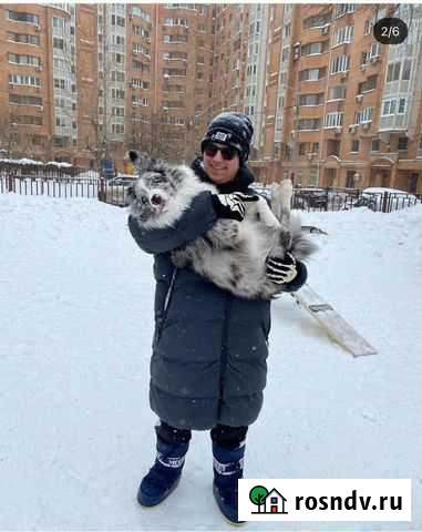 Передержка собак Москва - изображение 1