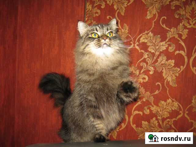 Зоогостиница (передержка) для кошек Уфа - изображение 1