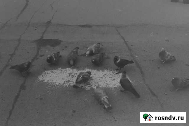 Проявка черно-белой фотопленки Саранск - изображение 1