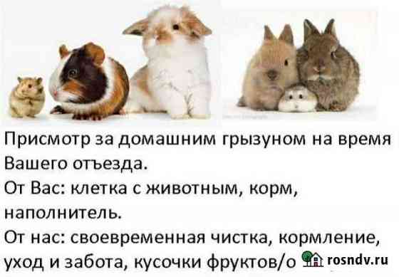 Передержка грызунов и птиц Стрежевой