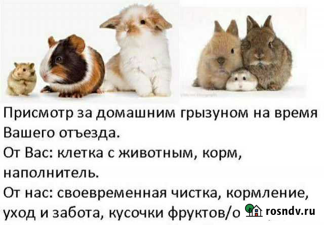 Передержка грызунов и птиц Стрежевой - изображение 1