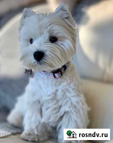 Стрижка собак Тамбов - изображение 1