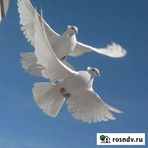 Голуби на свадьбу Энгельс - изображение 1