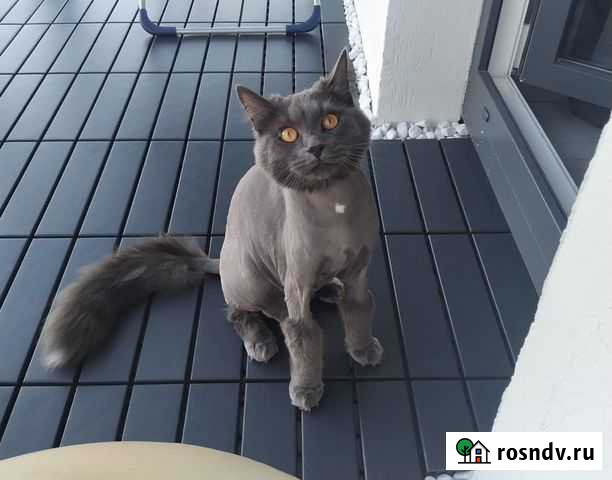 Стрижка собак и кошек с выездом на дом Калининград - изображение 1