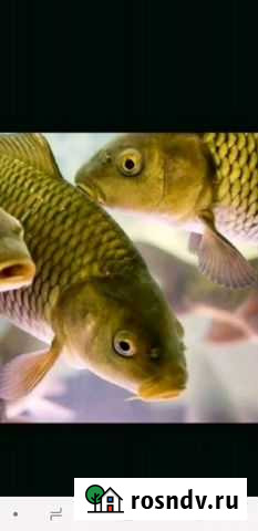 Живая рыба.Карп,толстолобик,щука. Карась Волгоград - изображение 1