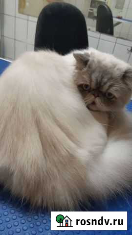 Стрижка собак и кошек Ангарск - изображение 1