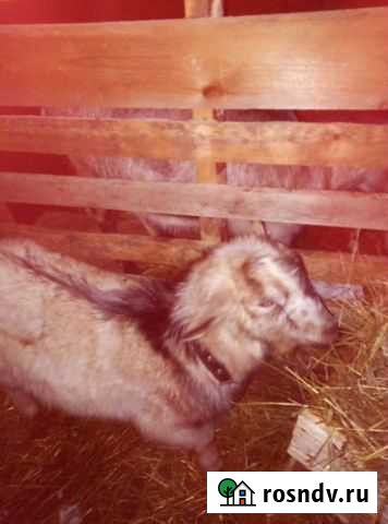 Ждём невест Ярославль - изображение 1