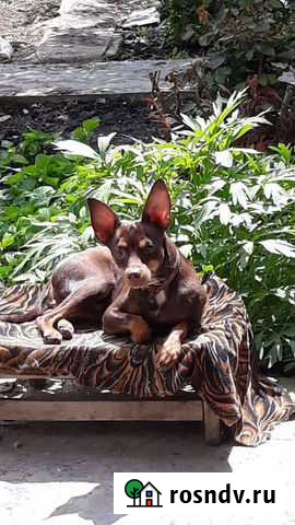 Собака случка Астрахань - изображение 1