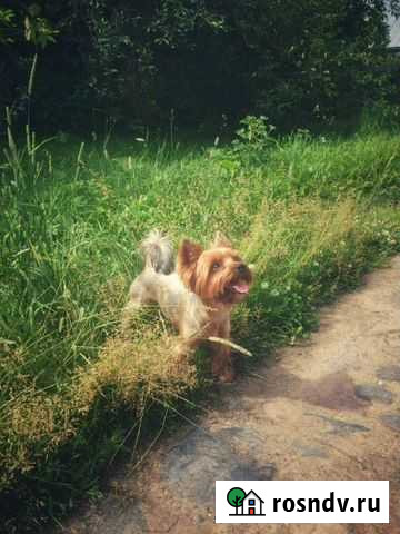 Вязка мальчика Череповец - изображение 1