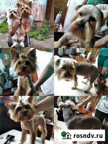 Стрижка кошек и собак Донской - изображение 1