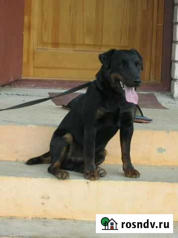 Ягдтерьер для вязки Смоленск - изображение 1