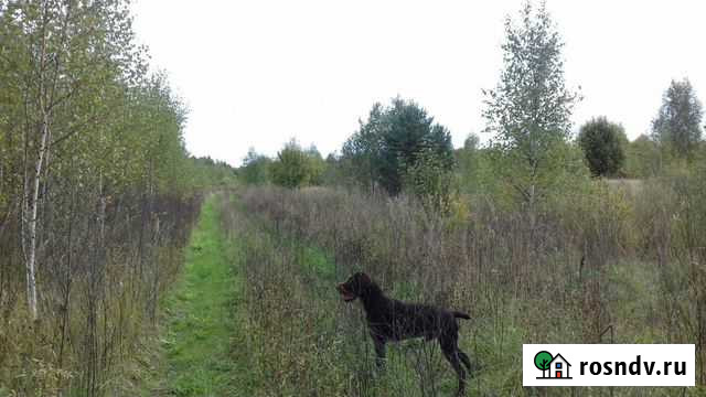 Кобель дратхаара ищет невесту Юрьевец - изображение 1