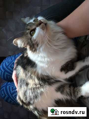 Передержка кошек Иркутск - изображение 1