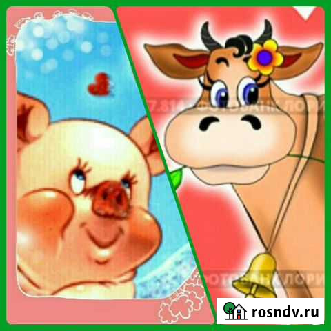 Осеменение свиней/осеменение крс Иркутск - изображение 1