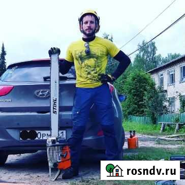 Спил деревьев. арборист Воронеж - изображение 1