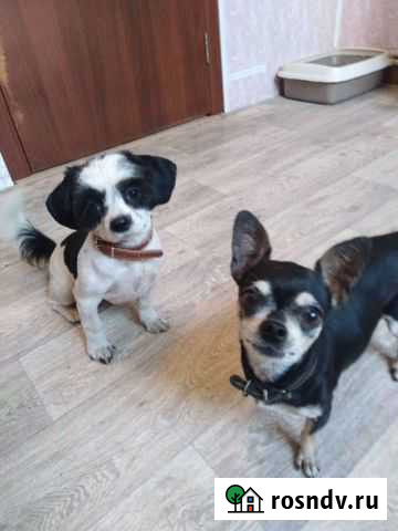 Передержка животных Узловая - изображение 1