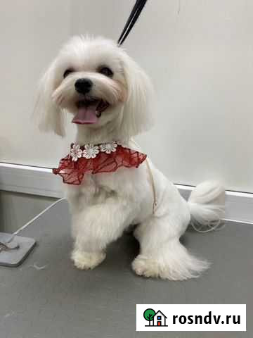 Груминг собак и кошек Тюмень - изображение 1