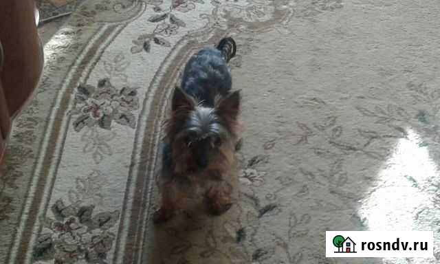 Йоркширский терьер на вязку Пенза - изображение 1