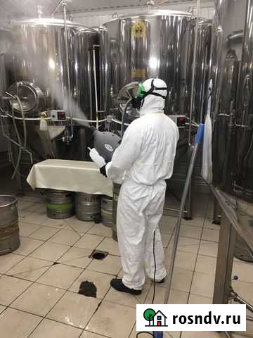 Уничтожение клопов тараканов крыс блох плесени Санкт-Петербург - изображение 1