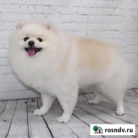 Стрижка собак и кошек Новосибирск - изображение 1