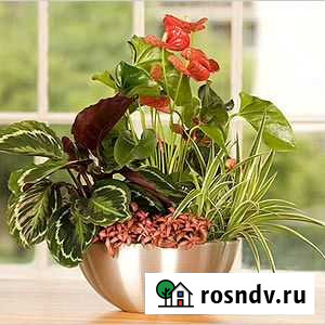 Уход за растениями и зимним садом Москва - изображение 1