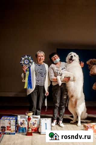 Вязка Мареммы-Абруццкой овчарки Омск - изображение 1