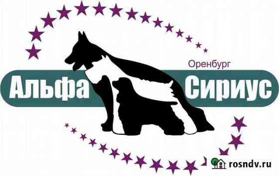 Дрессировка собак Оренбург