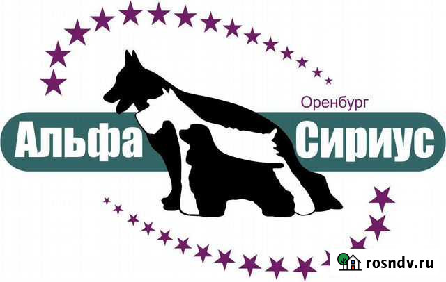 Дрессировка собак Оренбург - изображение 1