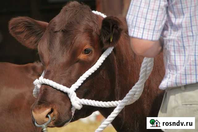 Забой крс Тверь - изображение 1