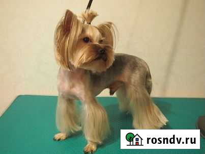 Стрижка собак мелких пород Тольятти - изображение 1