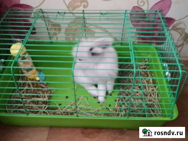 Сдам декоративного кролика в аренду Бузулук - изображение 1