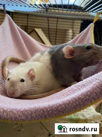 Передержка грызунов Подольск - изображение 1