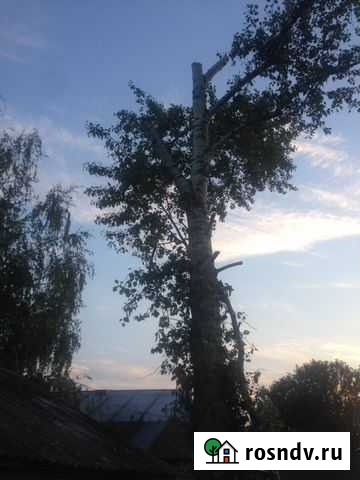 Спилим и вывезем деревья Белгород - изображение 1