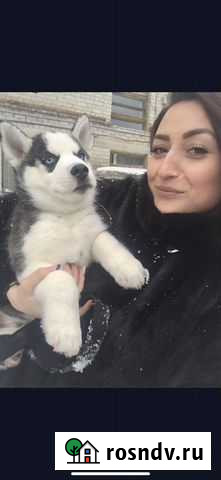 Передержка собак и кошек Новосибирск - изображение 1