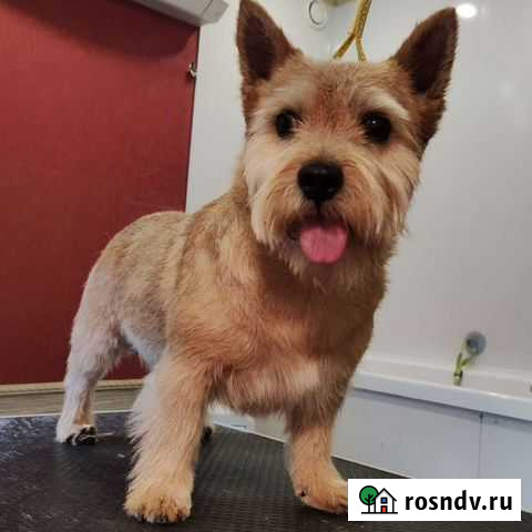 Тримминг,стрижка собак и кошек Ярославль - изображение 1