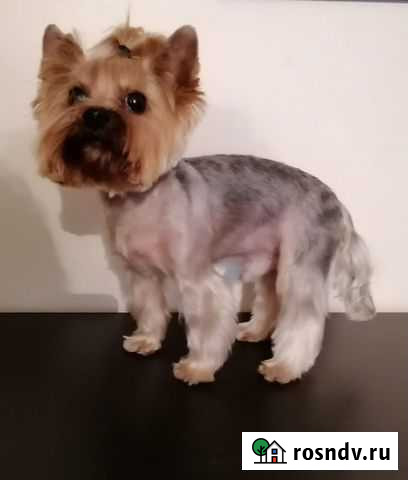 Стрижка собачек и кошек-котов Владивосток - изображение 1