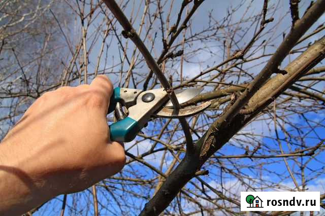 Обрезка, формирование кроны плодовых деревьев Брянск - изображение 1