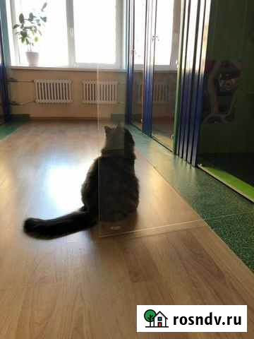 Гостиница для кошек Санкт-Петербург - изображение 1