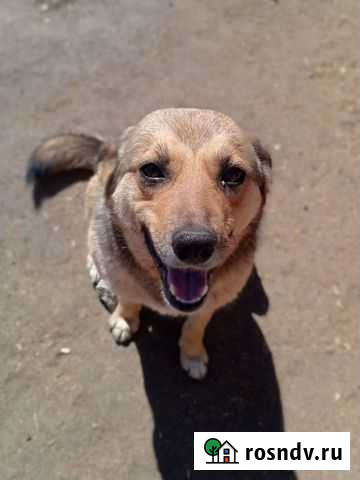 Работа в приюте для собак Омск - изображение 1