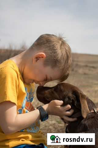 Супер-фотоссесии с собаками Иркутск - изображение 1