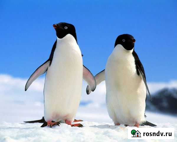 Ремонт холодильников в Талдоме и окрестностях Талдом - изображение 1