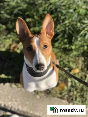 Догситтер. Домашняя передержка собак Пермь - изображение 1