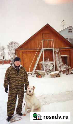 Дрессировка,передержка собак Бийск - изображение 1