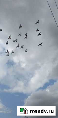 Голуби на свадьбу Владимир - изображение 1